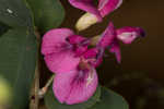 Bicolor lespedeza